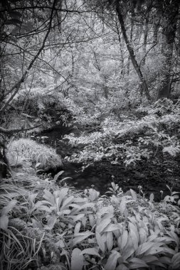 Sonbahar ormanı, en küçük mısır gevreği.