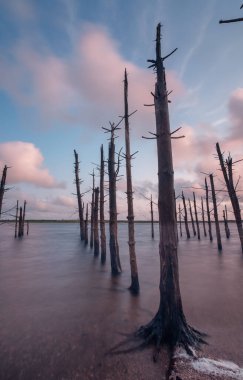 Sakin gölde ölü ağaçlar  