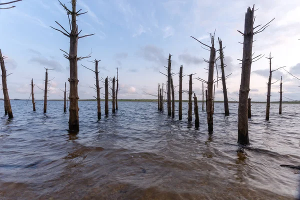 Abgestorbene Bäume Ruhigen See — Stockfoto