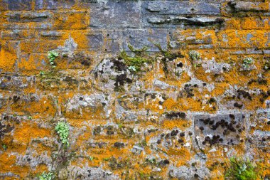 Yosun ve yosunla kaplı eski taş duvar