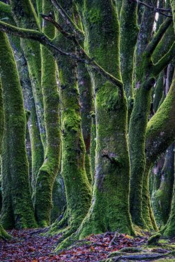 Ormandaki yeşil orman