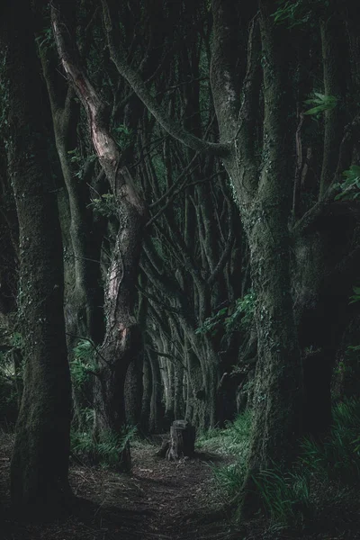 美丽的森林 有大树 — 图库照片