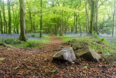 Sabah güzel bir orman