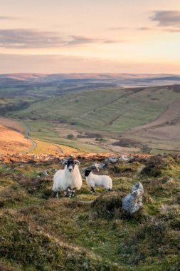 Koyunlar Hookney to Dartmoor Devon Devon İngiltere 'de..