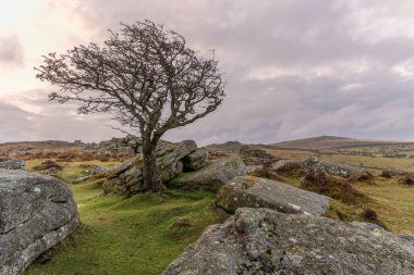 Hawthorn ve granit, Devon Dartmoor İngiltere 'de eyerin yanında..