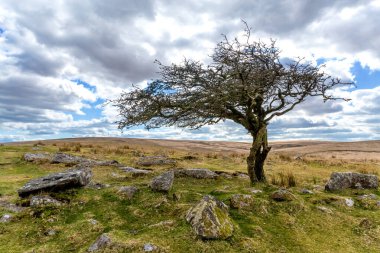 Hawthorn ve granit, Devon Dartmoor İngiltere 'de eyerin yanında..