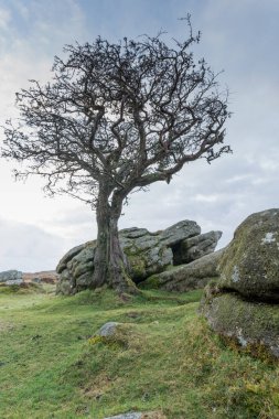 Hawthorn ve granit, Devon Dartmoor İngiltere 'de eyerin yanında..