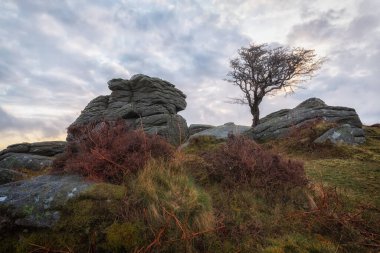 Hawthorn ve granit, Devon Dartmoor İngiltere 'de eyerin yanında..