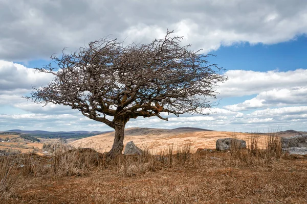 Weißdornbaum Dartmoor Devon England — Stockfoto