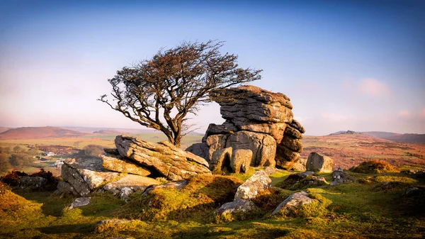 Hawthorn ve granit, Devon Dartmoor İngiltere 'de eyerin yanında..