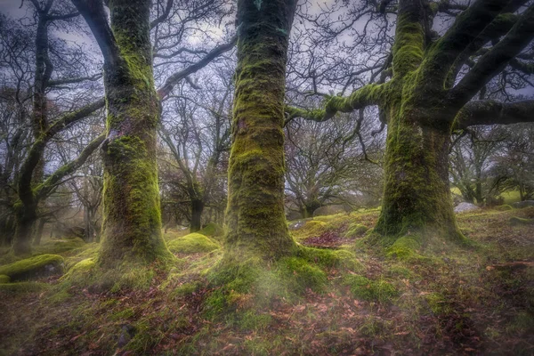 Dartmoor Misty Woodland Κοντά Downs Tor Devon England Ηνωμένο Βασίλειο — Φωτογραφία Αρχείου
