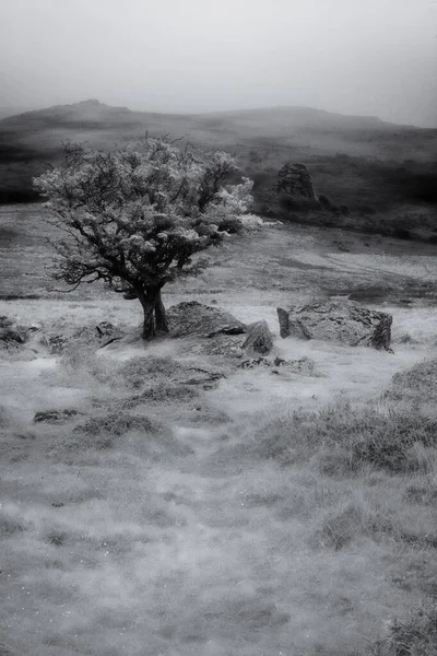 Çayırdaki Yalnız Ağacın Dramatik Siyah Beyaz Görüntüsü — Stok fotoğraf