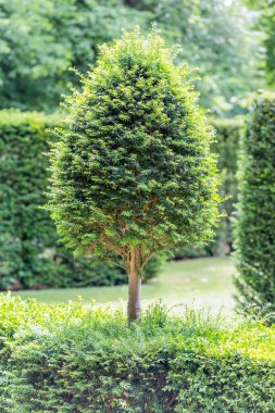 Bahçedeki yeşil ağaç