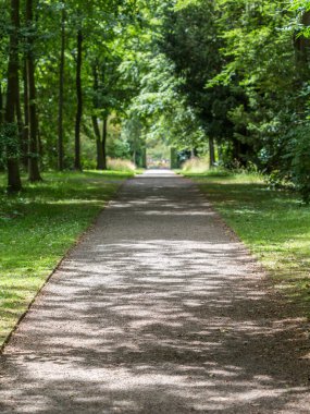 Parktaki yeşil ağaçlar