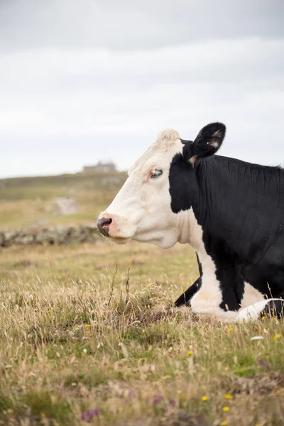 Cow Pasture — Stock Photo, Image