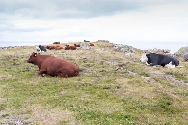 Herd Cows Grazing Mountain — Stock Photo, Image