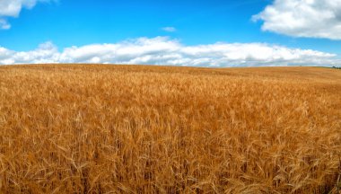 Yazın buğday tarlası