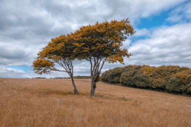 Ağaçlar ve otlarla dolu sonbahar manzarası