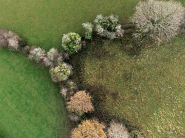 Truro yakınlarındaki Cornwall İngiltere 'deki Woodland.