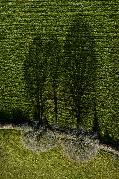 Skuggor Träd Från Solljus Sidan Ljus Cornwall England Från Ovan — Stockfoto