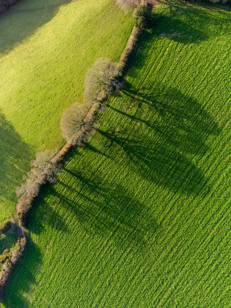 Затемнення Дерев Сонячній Стороні Легкої Кукурудзяної Стіни Англія Зверху Аерозйомки — стокове фото
