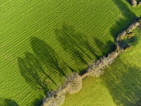 Skuggor Träd Från Solljus Sidan Ljus Cornwall England Från Ovan — Stockfoto
