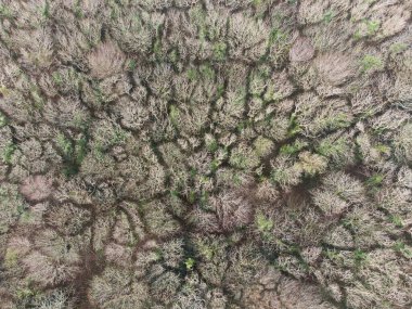 Truro Cornwall yakınlarındaki ıssız orman İngiltere 'de.