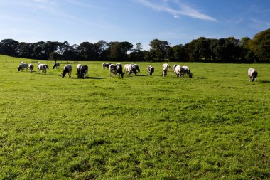 Çayırda otlayan inekler.