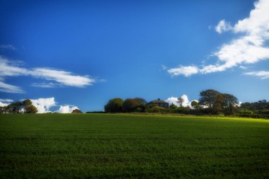 yeşil tarla ve mavi gökyüzü