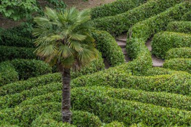 defne bitkisinden yapılmış yeşil labirent.