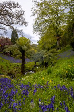 Bahçedeki güzel çiçekler