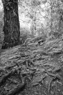  Ormanda bir ağaç kökü görüntüsü. 