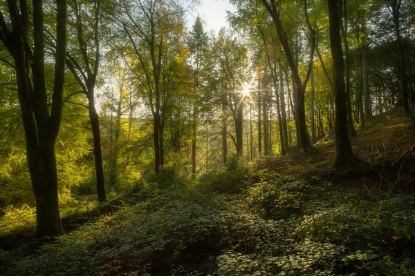 Podzimní Lesy Nejslabší Kukuřičný Val — Stock fotografie