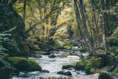Golitha Cornwall İngiltere 'ye düştü.