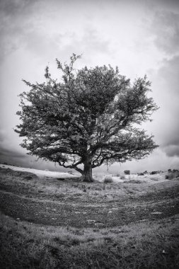 Tarlada yapayalnız ağaç