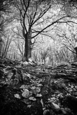 Golitha Cornwall İngiltere 'ye düştü.