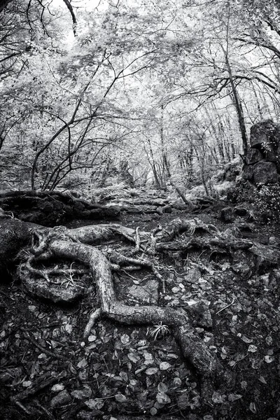 shot of a tree roots   in the forest