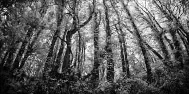 Ormandaki ağaçların siyah beyaz fotoğrafı