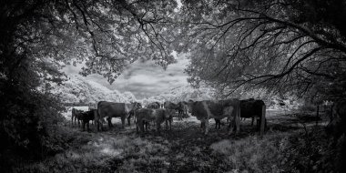 İnekler tarlada otluyor 