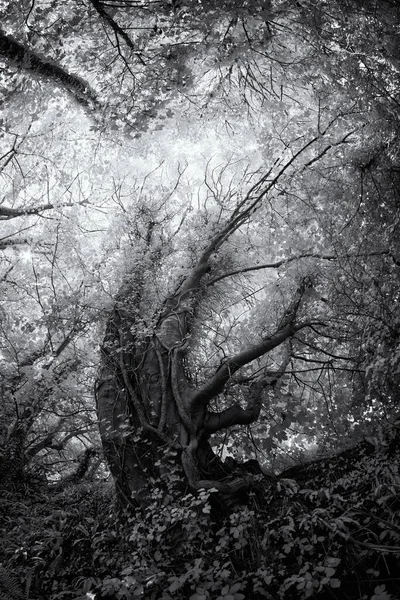 森林里的一棵树上的一枪 — 图库照片