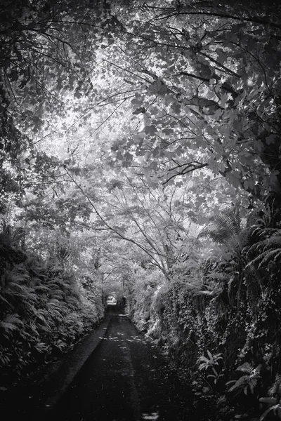 Ormandaki Ağaçlar Arasında Bir Yolun Görüntüsü — Stok fotoğraf