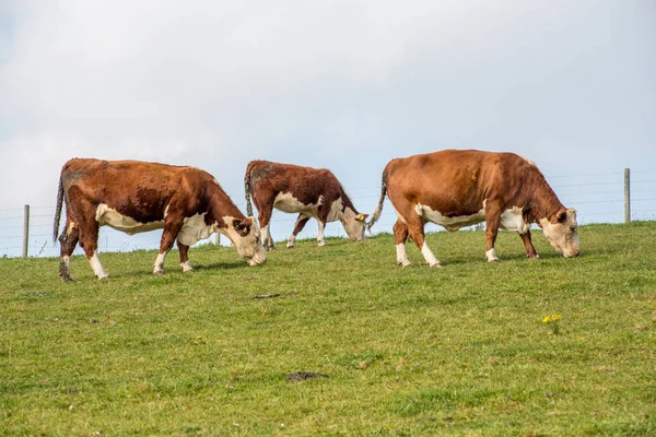 Cows Grazing Field — Stock Photo, Image