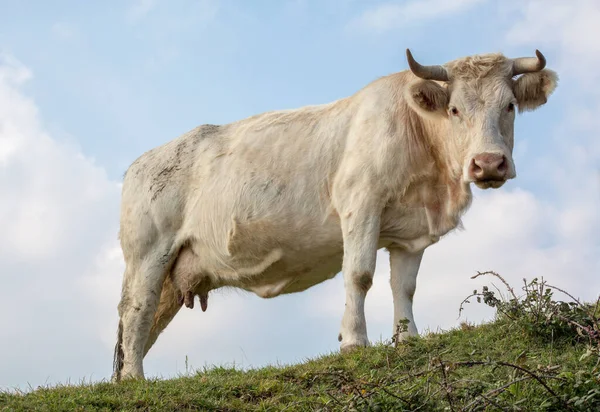 Cow Field — Stock Photo, Image