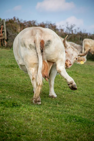 Cow Field — Stock Photo, Image