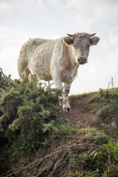 Cow Field — Stock Photo, Image