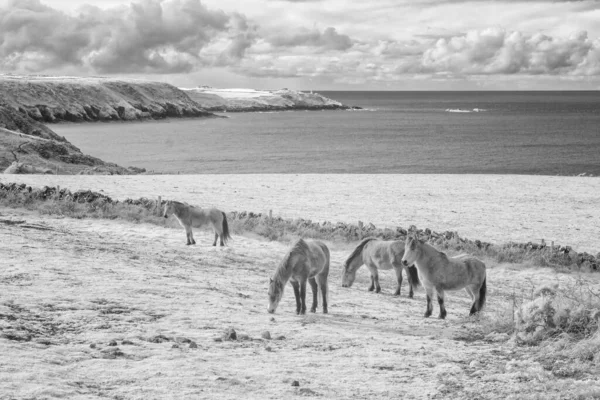 Ponys Auf Dem Küstenpfad Infrarotlicht Maiswand England — Stockfoto