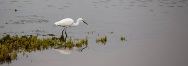 Sudaki beyaz balıkçıl