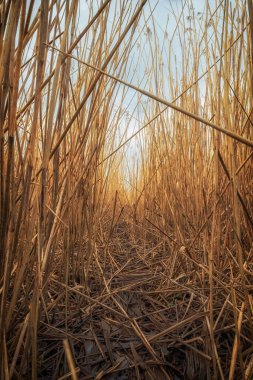 kuru kamış yaprakları yerde..