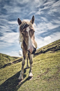 İngiltere, Cornwall 'da güzel bir at otluyor.