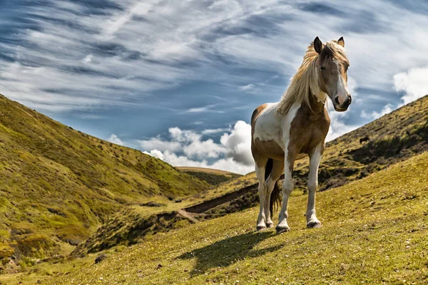 Ngiltere Cornwall Güzel Bir Otluyor — Stok fotoğraf